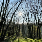 A mature Heritage White Oak tree standing tall in a suburban yard in Western Pennsylvania