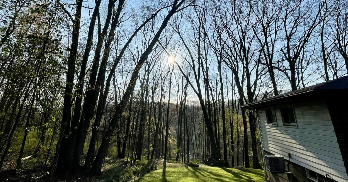 A mature Heritage White Oak tree standing tall in a suburban yard in Western Pennsylvania