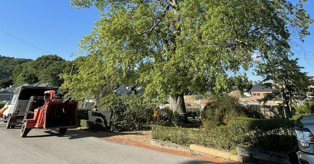 Fallen Shrub Removal & Hazard Mitigation