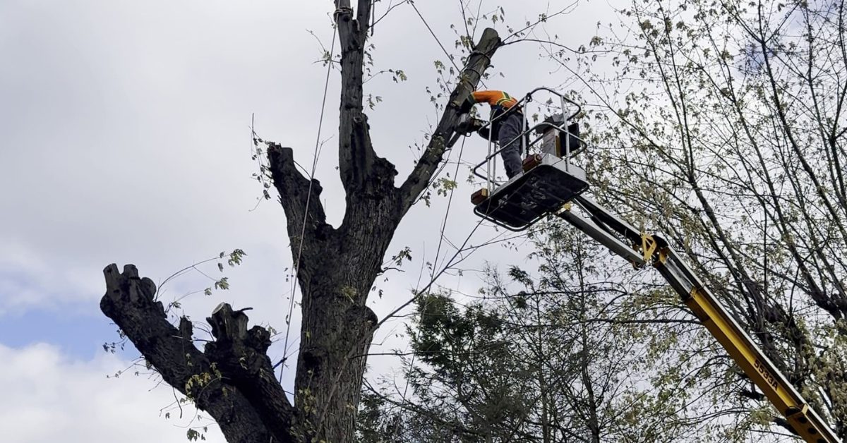 Tree Trimming in Beaver Falls