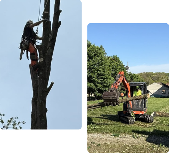 Commercial Tree Service